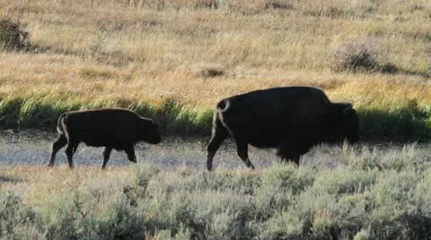 Wild bison Stock-Footage 12346379