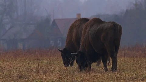 Wild Bison in the forest, European bison (Bison bonasus). Video stock 79618405