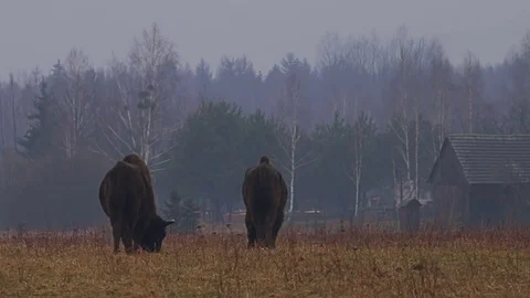 Wild Bison in the forest, European bison (Bison bonasus). Stock-Footage 79618476