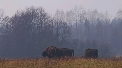 Wild Bison in the forest, European bison (Bison bonasus). Video stock 79618601