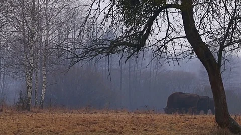 Wild Bison in the forest, European bison (Bison bonasus). Video stock 79618683