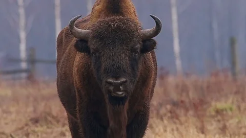 Wild Bison in the forest, European bison (Bison bonasus). 库存影片 79618928