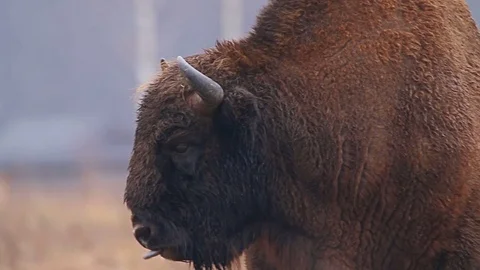 Wild Bison in the forest, European bison (Bison bonasus). 스톡 동영상 79619084