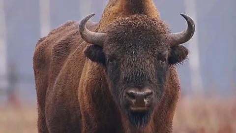 Wild Bison in the forest, European bison (Bison bonasus). Stock Footage