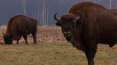 Wild Bison in the forest, European bison (Bison bonasus). Stock Footage