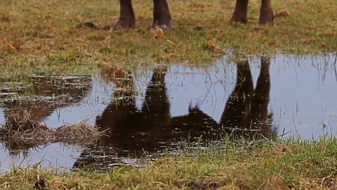 Wild Bison in the forest, European bison (Bison bonasus). 库存影片 79619628