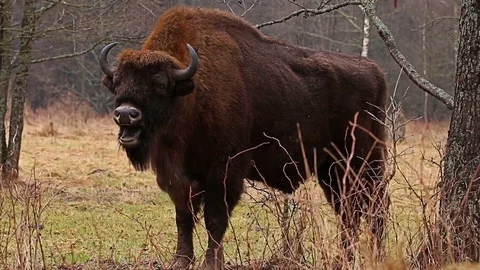 Wild Bison in the forest, European bison (Bison bonasus). Stock Footage 79619802