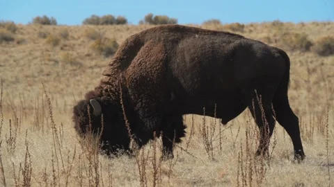 Wild bison grazing in open meadow Stock Footage 142918295