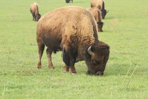 Wild bison grazing Stock Photos