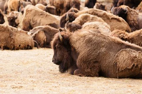 Wild bison herd Stock Photos