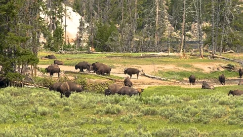 Wild Bison Herd in Yellowstone Stock Footage 158191863