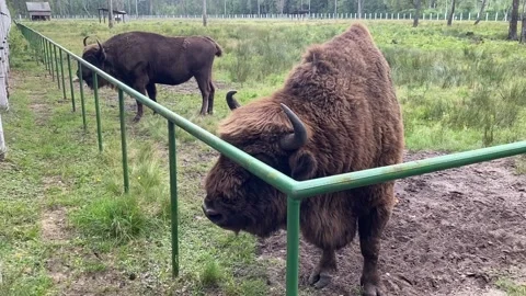 Wild bison in an open enclosure in the forest, forest zoo Stock Footage 221196968