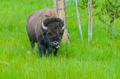 Wild bison Stock-Fotos