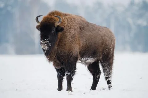 Wild bison Stock Photos