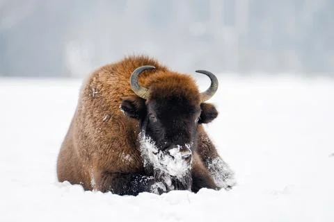 Wild bison portrait Stock Photos
