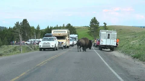 Wild Bison on the Road in Yellowstone Stock Footage 11702098