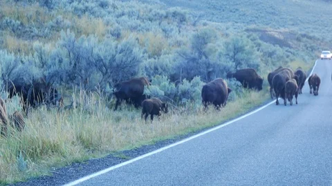 Wild bison roaming in Lamar Valley in Yellowstone National Park Stock Footage 122689109