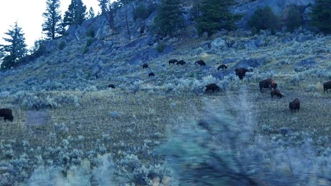 Wild bison roaming in Lamar Valley in Yellowstone National Park 動画素材 122689117