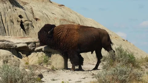 Wild Bison Rubbing Scratching Badlands Rock North Dakota Stock Footage 347545859