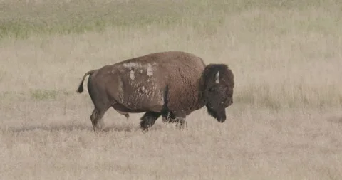 Wild bison walking fast across a dry grassy plain Stock Footage 332437899