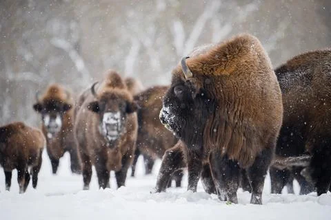 Wild bison in winter Stock Photos