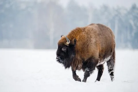 Wild bison in winter Stock Photos