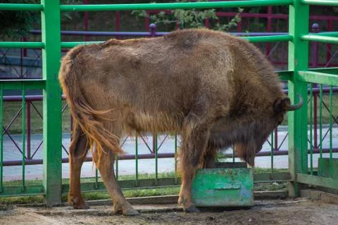 Wild bison in the zoo Foto stock