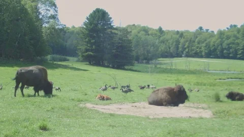 Wild Bisons Eating and Rolling in Grass Stock Footage 79202177