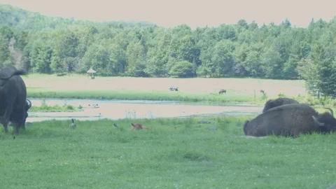 Wild Bisons Eating and Rolling in Grass near Lake Stock Footage 79695480