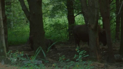 Wild Bisons Lying in Forest Stock Footage 79201047