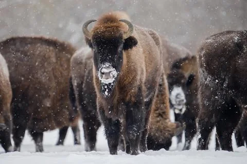 Wild bisons in winter Stock Photos
