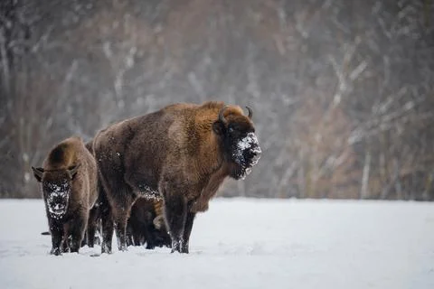 Wild bisons in winter Stock Photos