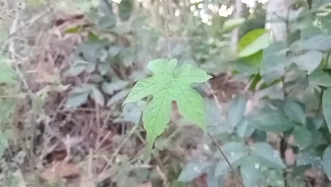 Wild bitter melon grows abundantly as a vine. Stock Footage 340019062