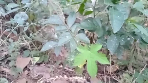 Wild bitter melon in the middle of the green forest. Stock Footage 340019073