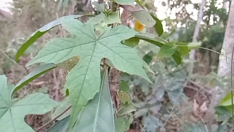 Wild bitter melon plants against a backdrop of trees. Stock Footage 340019070