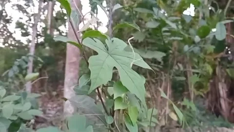 Wild bitter melon plants grow naturally. Stock Footage 340019029