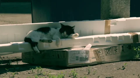 Wild black and white cat sleeping Stock Footage 48258456