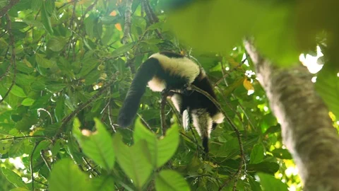 Wild black-and-white ruffed lemur in Madagascar's prime forests feeding on fruit 스톡 동영상 101659247