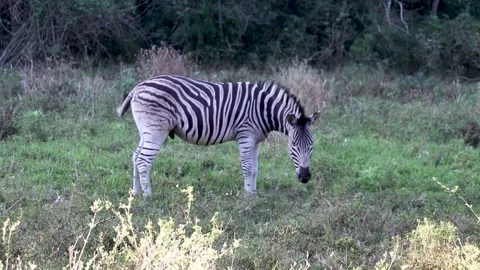 Wild black and white zebra standing in a grassy area grazing on green grass Stock Footage 281850191
