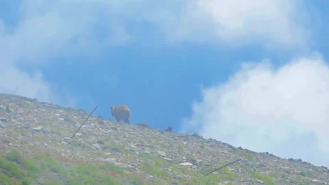 Wild Black Bear with Brown Pelt Foraging on Mount Fremont Lookout Trail, Mount R Video stock 332085664
