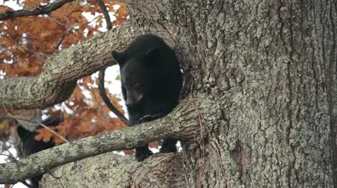 Wild black bear cub in a tree Stock Footage