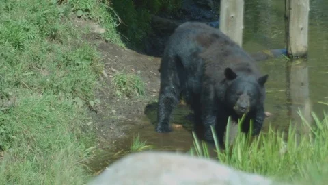 Wild Black Bear Drinking in Stream Stock Footage 79220686