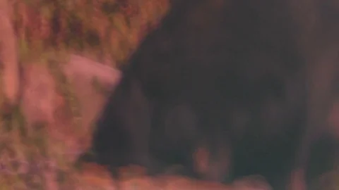 Wild Black Bear Eating Stock Footage 76158774