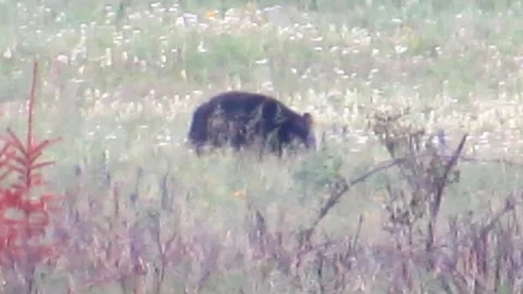 Wild Black Bear Grazing in Bow Valley, Banff National Park, Alberta, Canada Stock Footage 280596541