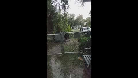 Wild black bear helps itself to feral cat food outside Florida home in Silve... Stock Footage 255557986