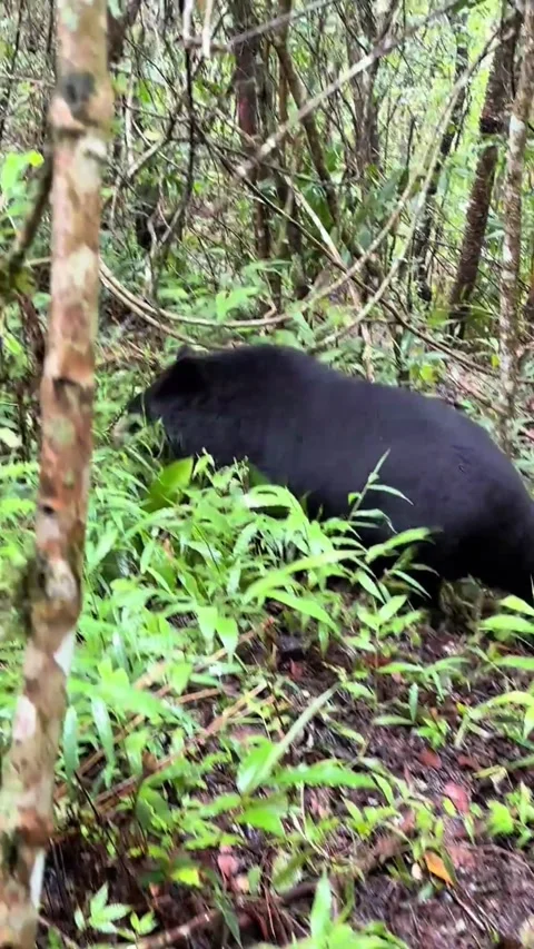 Wild black bear roaming through a dense green forest Vídeo Stock 344786064