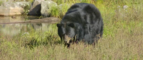 Wild black bear walking past a small stream Video stock 140268216