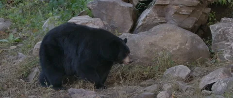Wild black bear walking slow motion Stock Footage 140268256
