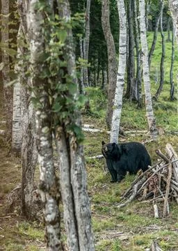 Wild Black Bear walks in forests of Acadieville National Park, New Brunswic.. Stock Photos