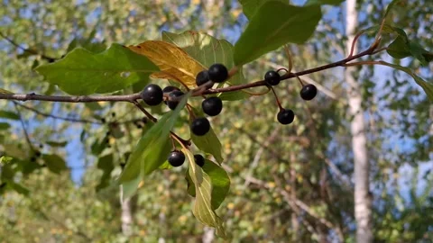 Wild black berries Stock-Footage 344480202